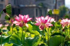 福建松溪：荷美大布村 福韵引客来