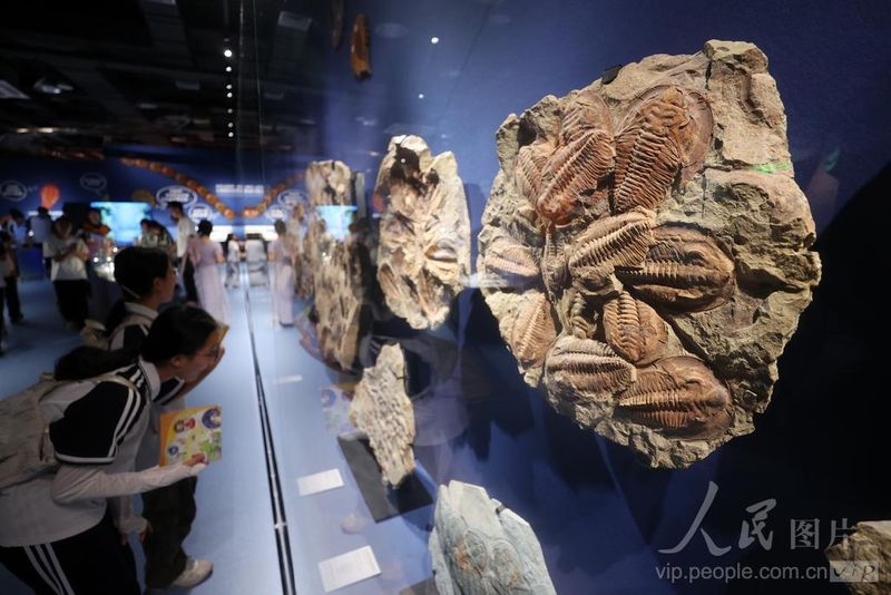 7月5日，小朋友和家长在厦门科技馆“嗨，海怪”展馆参观“海怪”化石。