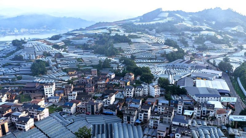 7月4日清晨，福建福安市赛岐镇象环村霞光漫山，万亩葡萄园与村居道路相映成景。
