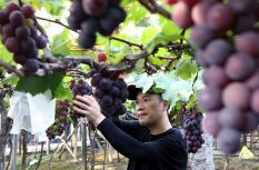 福建福安：万亩葡萄基地丰收采摘忙
