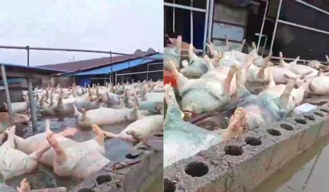 广西一养猪场数千头死猪漂浮水面 洪灾引发严重后果