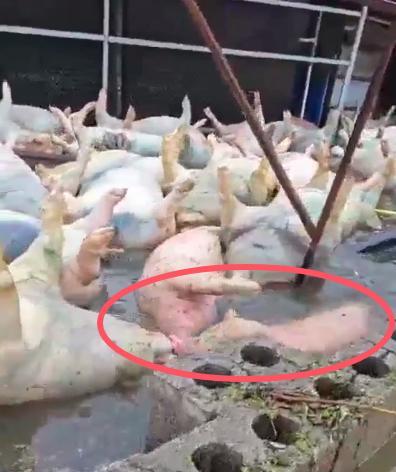 广西一养猪场数千头死猪漂浮水面 洪灾引发严重后果
