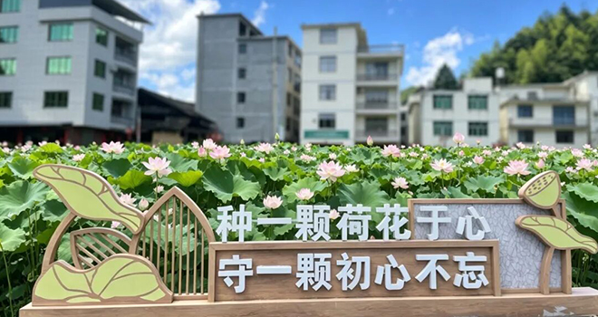 避暑推荐地！宁德寿宁赏荷花去~