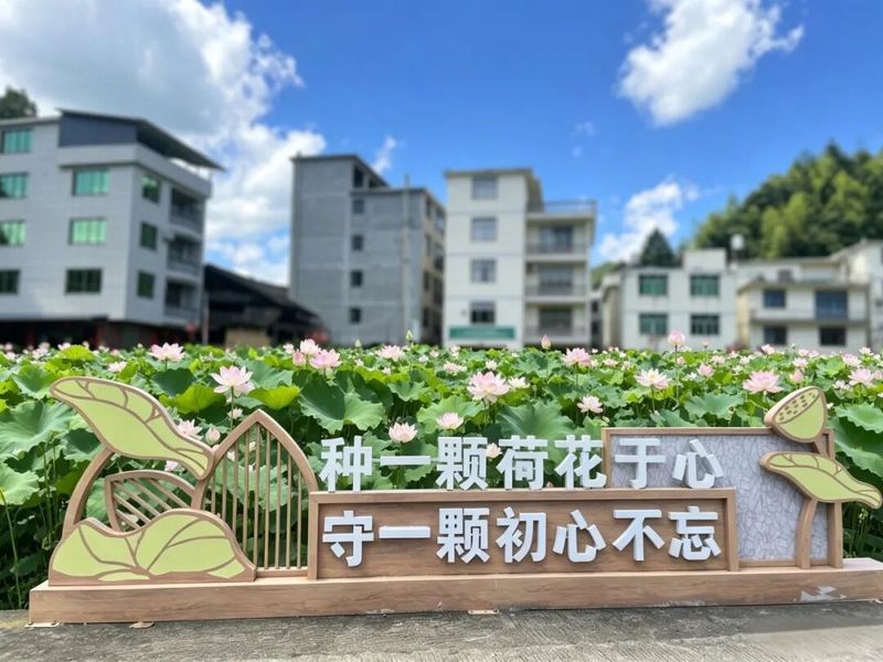 一池碧叶，粉荷点点，或含羞待放，或恣意舒展。刘爱萍 摄