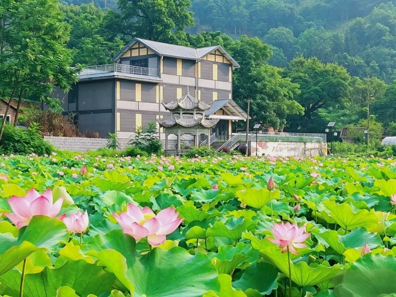 碧叶连天，荷浪千重，塘洋的荷花已全面盛放。