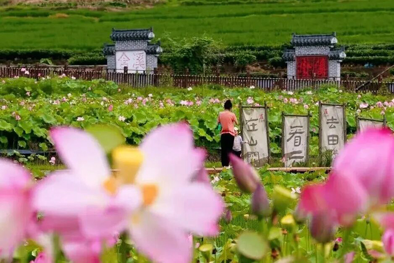 青山作底，荷塘铺展，古村与荷花相映，如水墨画卷。鳌城浪子 摄