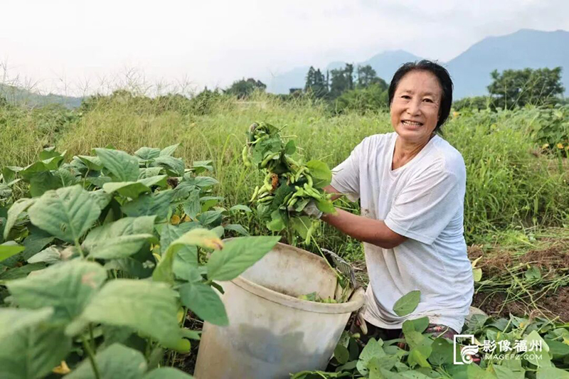 工人采收毛豆。连江县融媒体中心供图