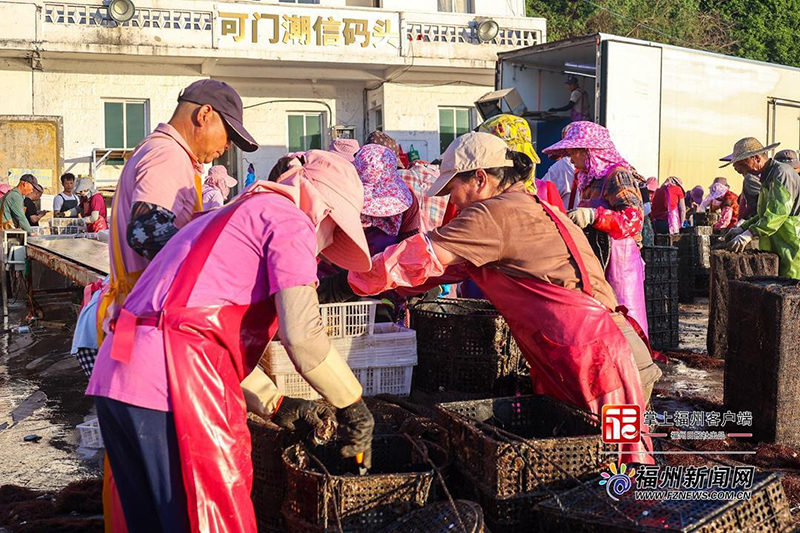 随着鲍鱼上岸，可门潮信码头热闹起来。连江县融媒体中心供图