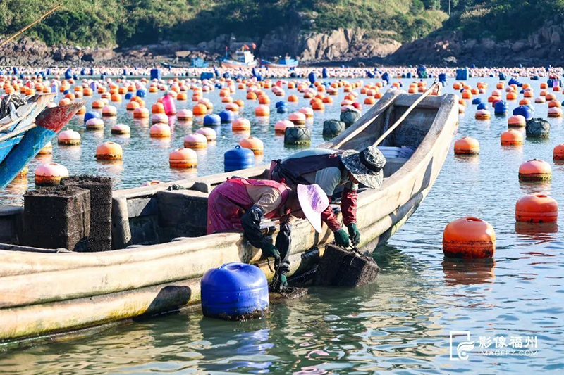 渔民俯身拉起吊养在海中的鲍鱼笼。连江县融媒体中心供图