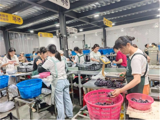 福安：让灵活就业从&ldquo;季节性闲散&rdquo;变&ldquo;全年有活干&rdquo;559