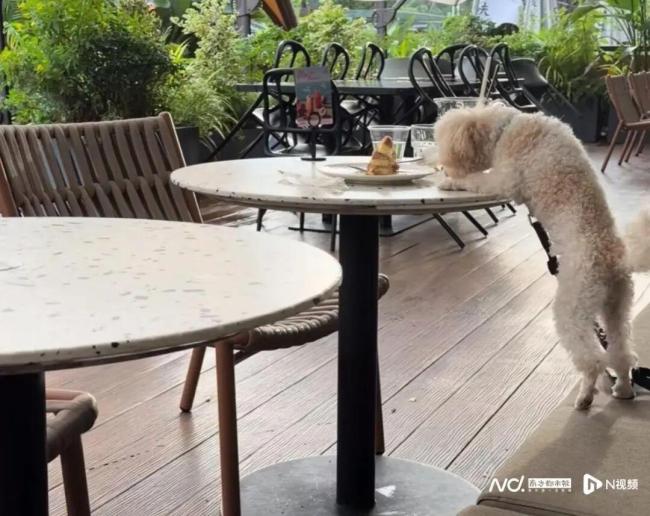 “gaga”深圳一门店被曝狗上桌进食 宠物友好界限引争议