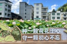 避暑推荐地！宁德寿宁赏荷花去~