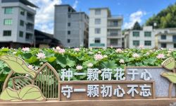 避暑推荐地！宁德寿宁赏荷花去~
