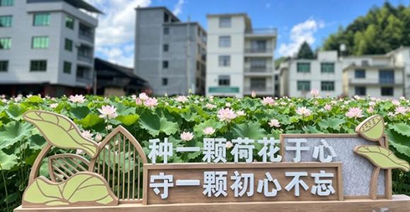 避暑推荐地！宁德寿宁赏荷花去~