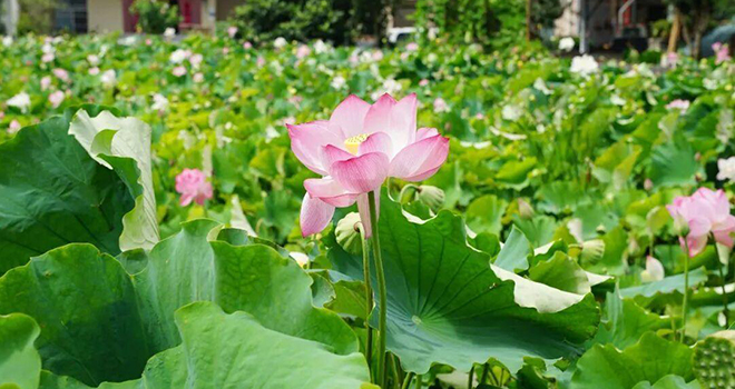 三明宁化藏着一个夏天只有18℃的地方