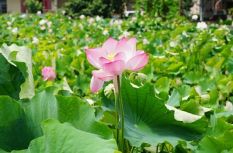 三明宁化藏着一个夏天只有18℃的地方