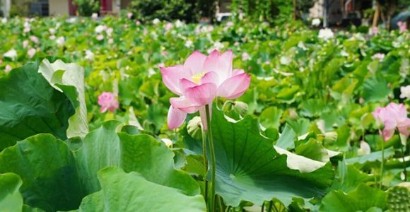 三明宁化藏着一个夏天只有18℃的地方
