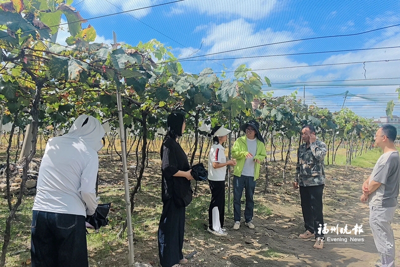 “巴威”来袭前 2000公斤葡萄半天售罄