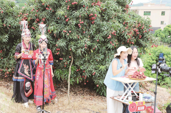 快递助农直播走进漳浦赤岭 11吨晚熟荔枝“飞”出畲乡