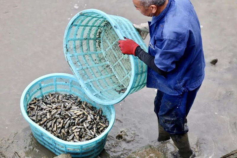 专门有个汉子用大篮子收集采出的蛏，装满后放在泥撬板上推到岸边。