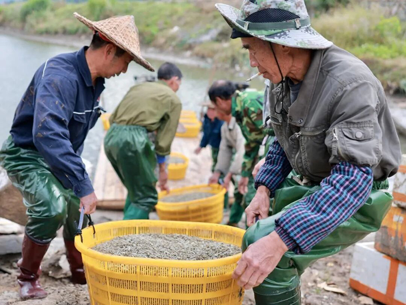 岸边有人用海水浸洗，再由挑蛏人送到分拣房。
