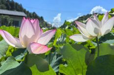 福建宁德：“柘”处避暑小镇超快乐