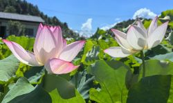 福建宁德：“柘”处避暑小镇超快乐