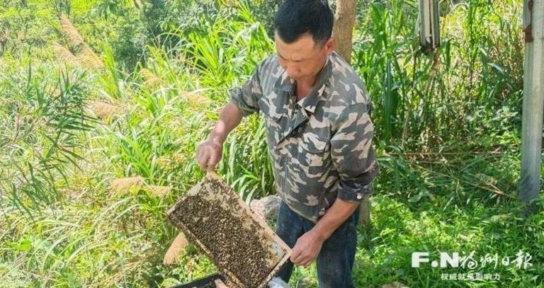 闽清深山养蜂人:追花逐蜜 四季忙碌 闽清深山养蜂人:追花逐蜜 四季忙碌