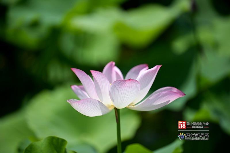 荷叶如巨伞层层叠叠，粉色、白色的荷花在微风中袅娜摇曳，阵阵清香沁人心脾。