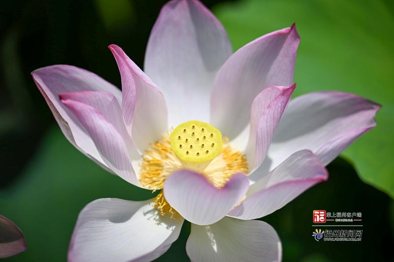连片荷塘绿意连绵，粉白荷花亭亭舒展。