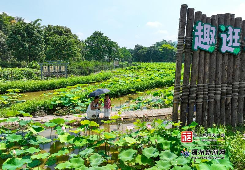 荷塘与一旁的百年古寨遥相呼应，青砖黛瓦映衬着满池芳华，引来众多游客驻足拍照。