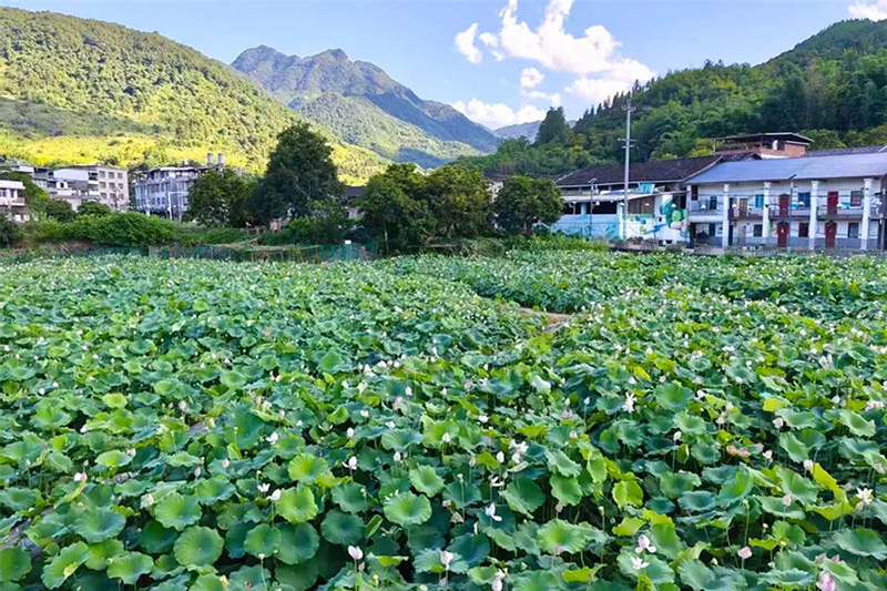 一池青荷铺展开来。