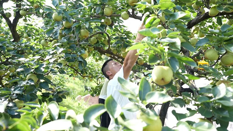 游客们穿梭果树间，亲手采摘、现摘现尝，尽享田园慢时光。