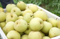 夏日限定！上杭九洲蜜雪梨甜蜜上线