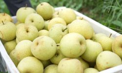 夏日限定！上杭九洲蜜雪梨甜蜜上线