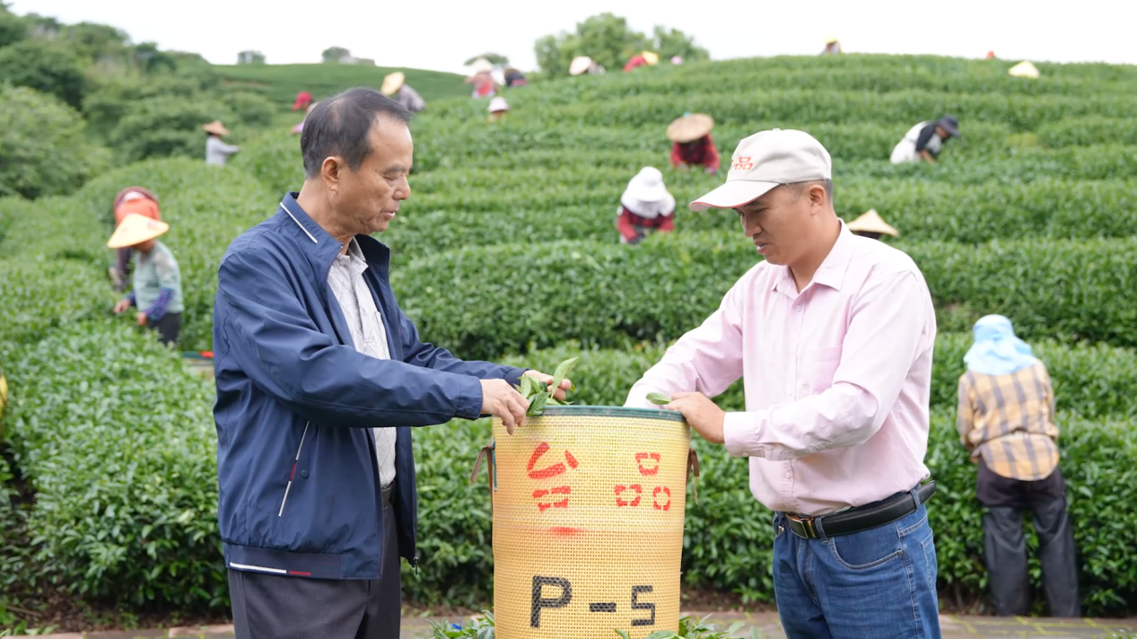 融合发展印记｜浪漫樱花茶园 藏着台农三十年深情