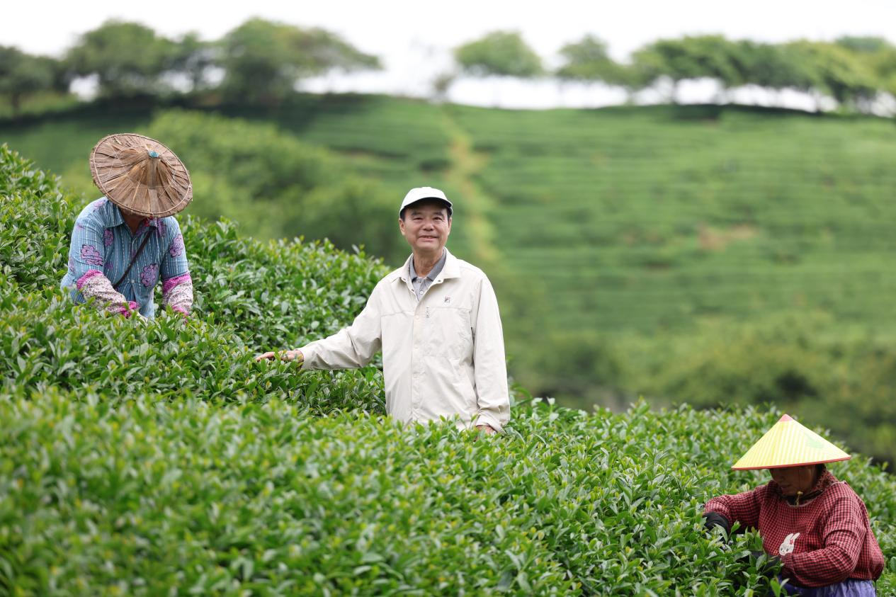 融合发展印记｜浪漫樱花茶园 藏着台农三十年深情