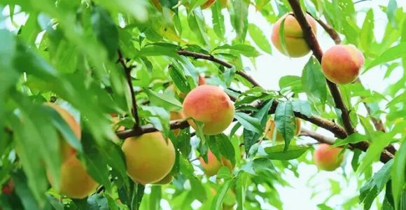 宁德古田：蜜桃满枝头 日子有奔头
