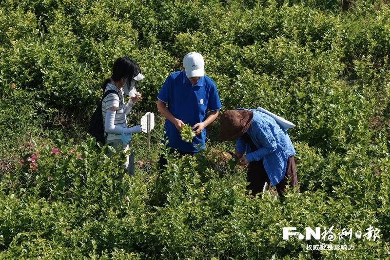 福州扩繁茉莉新品种 未来将移栽至市区公园绿地