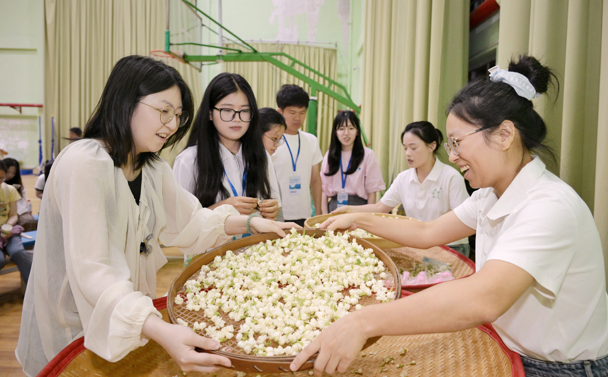 营员体验茉莉花茶制作工艺。记者 林晓烨 摄