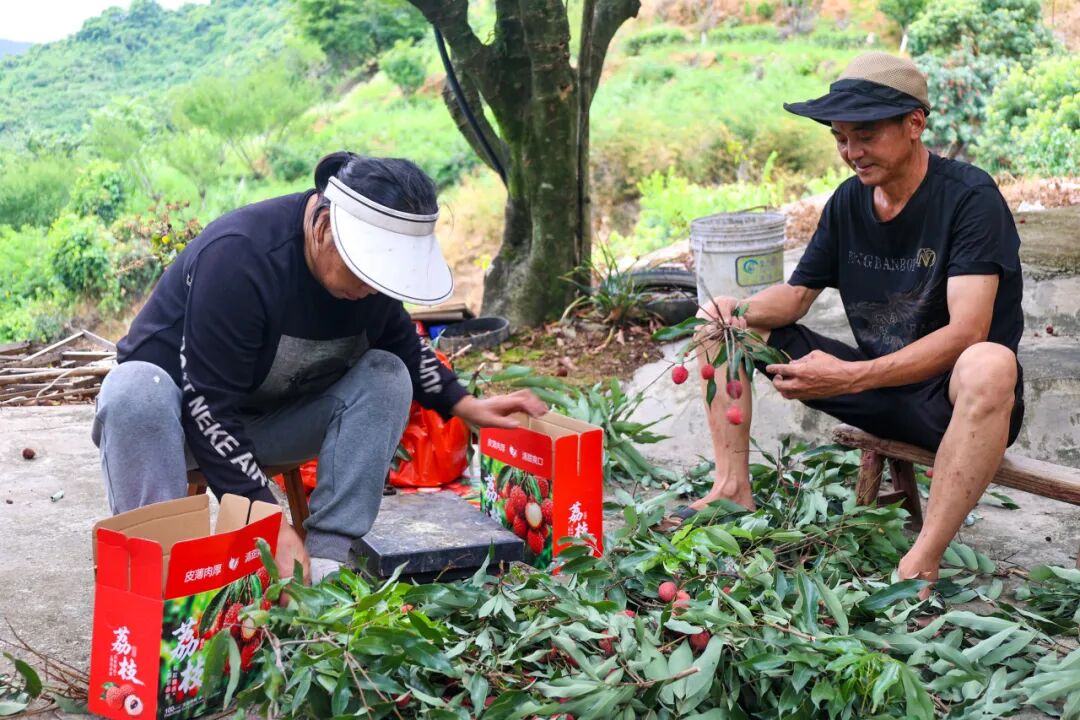 盛夏七月，蝉鸣聒噪。马鼻镇东湾村漫山遍野的荔枝树迎来丰收季。