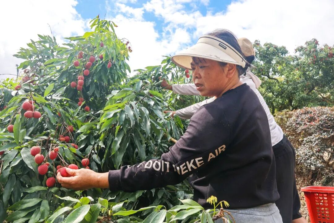盛夏七月，蝉鸣聒噪。马鼻镇东湾村漫山遍野的荔枝树迎来丰收季。