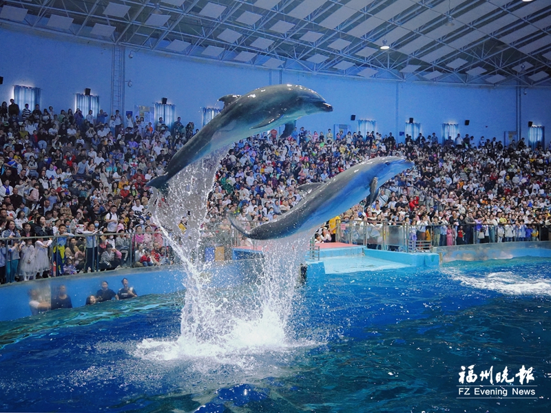 罗源湾海洋世界旅游区海豚表演精彩上演。福州市文旅局供图