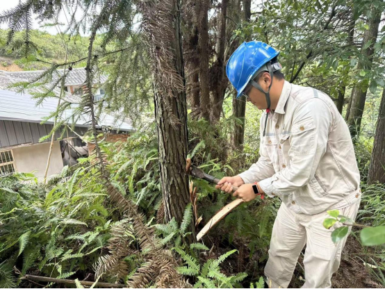福州永泰供电：砍青除障 守护电网“安全廊道”