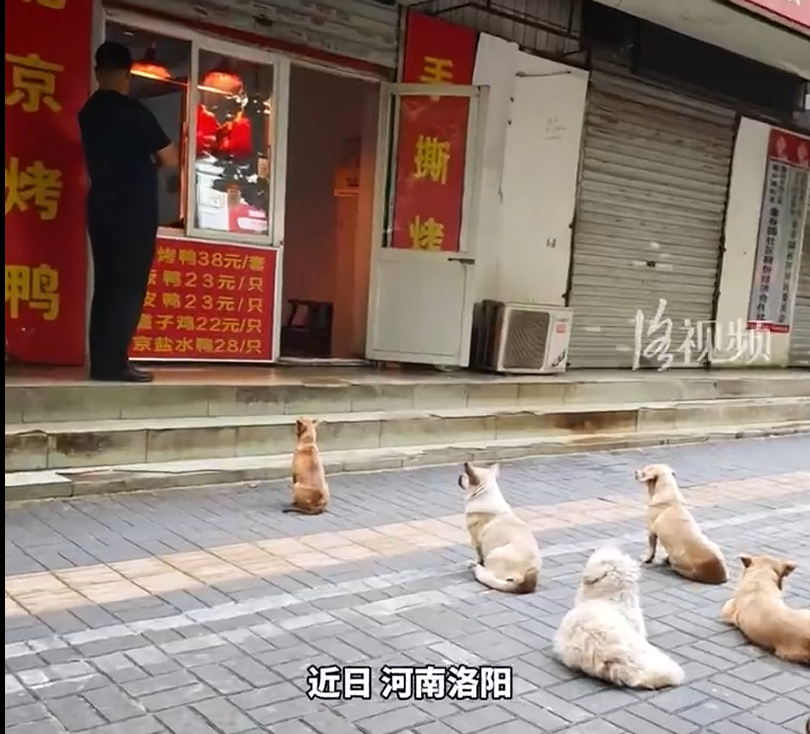 5只小狗烤鸭店排队等吃鸭屁股 早上6点多开门它们就来