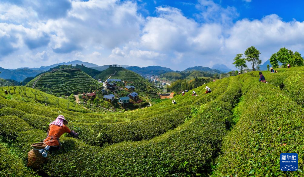 福建大田:盛夏出“金叶” 高山茶飘香