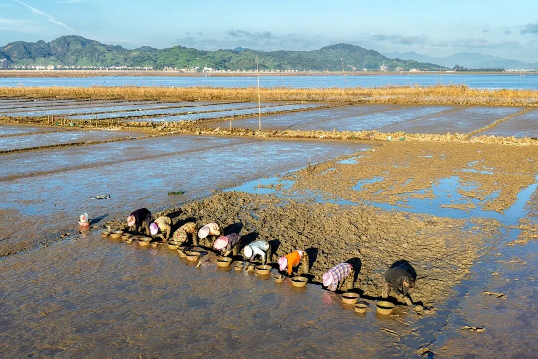 数十名渔民身着防水服、手持锄头，沿着蛏田一字排开，弯腰俯身在泥中翻找缢蛏。