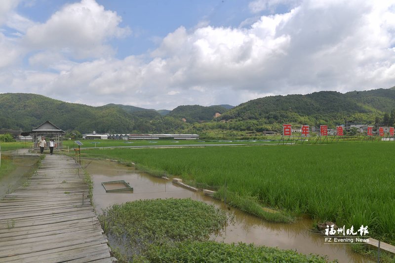 稻渔综合种养生态基地。刘其燚 摄