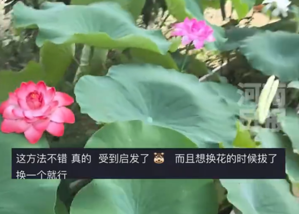 买的荷叶不开花爸爸一怒之下怒了一下