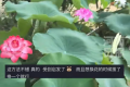 买的荷叶不开花爸爸一怒之下怒了一下